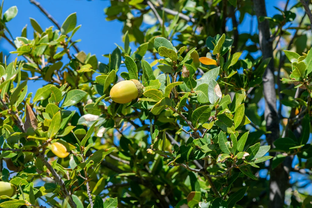 Quercus Chrysolepis