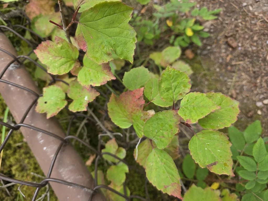 Viburnum Edule
