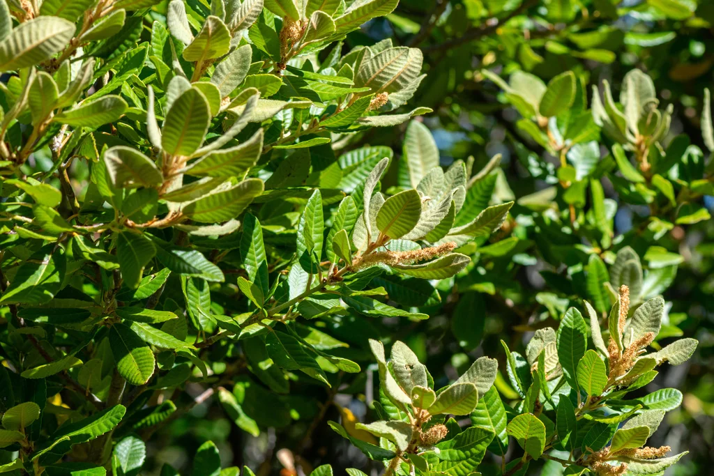 Notholithocarpus Densiflorus