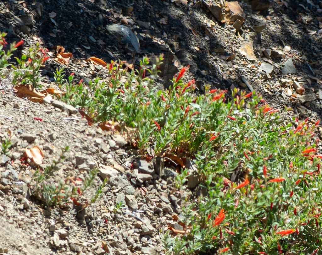 Zauschneria Californica