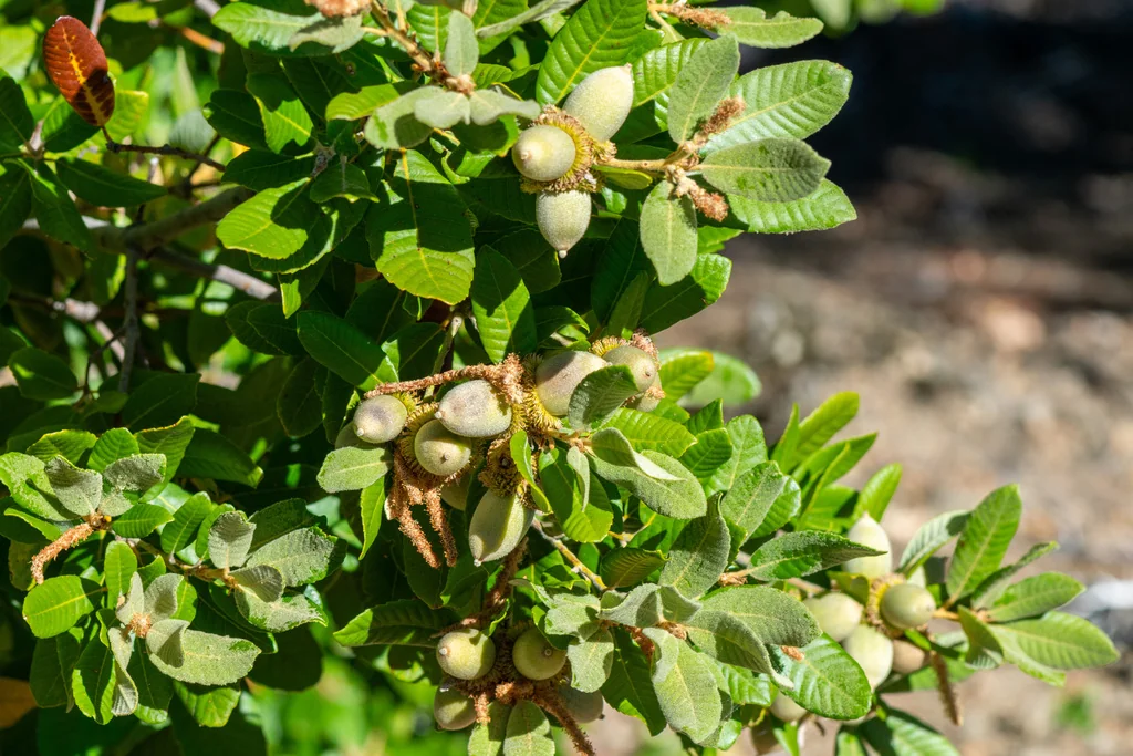 Notholithocarpus Densiflorus