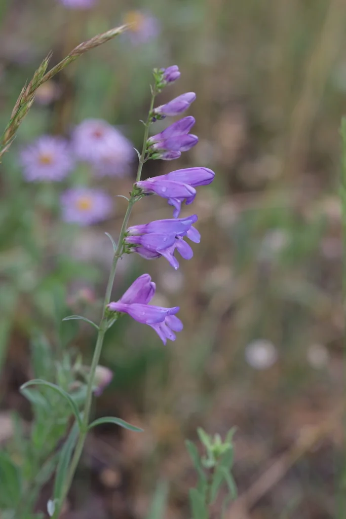 Penstemon Strictus