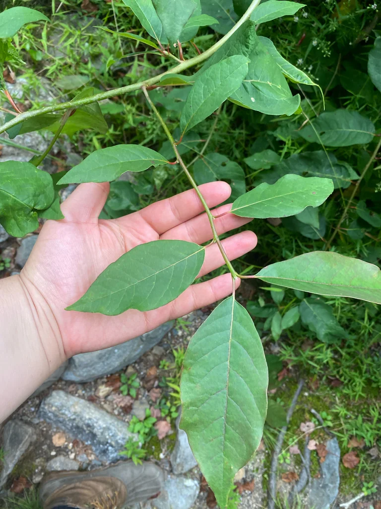 Nyssa Sylvatica