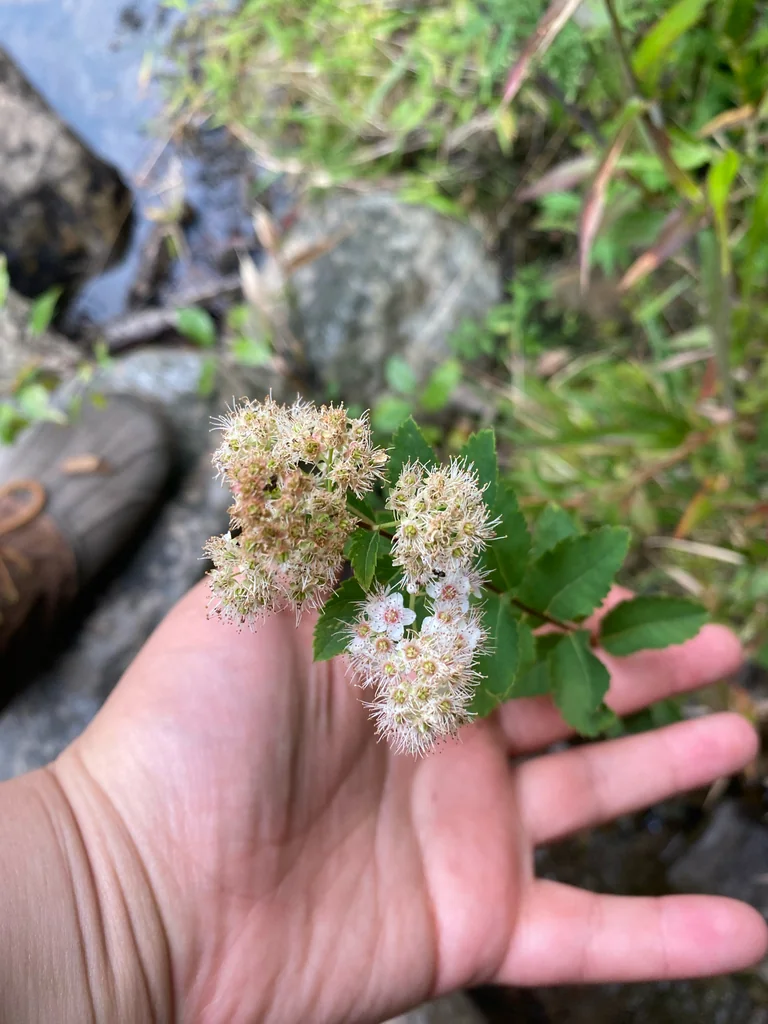 Spiraea Alba