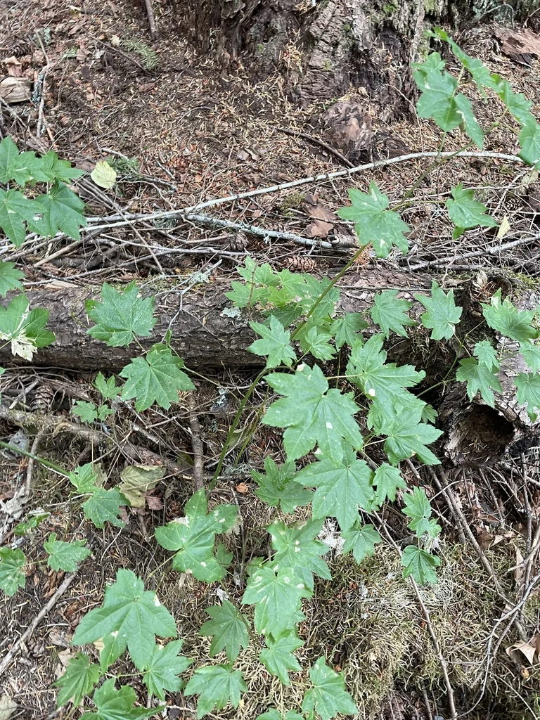 Acer Circinatum