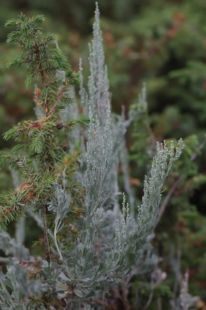 Artemisia Tridentata