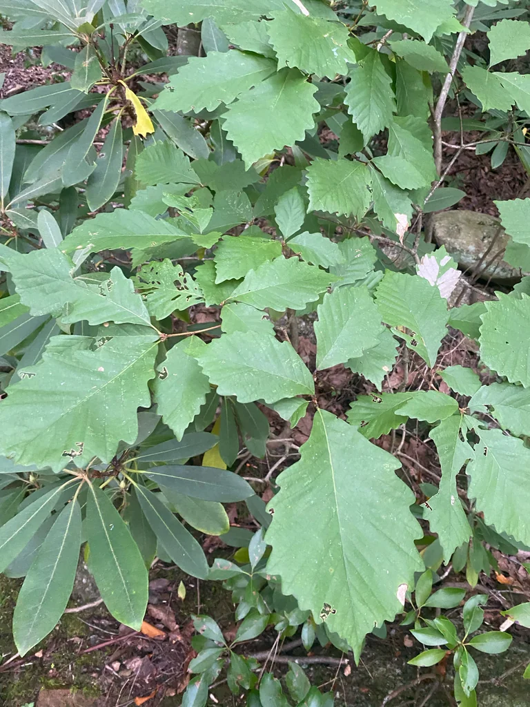 Quercus Montana