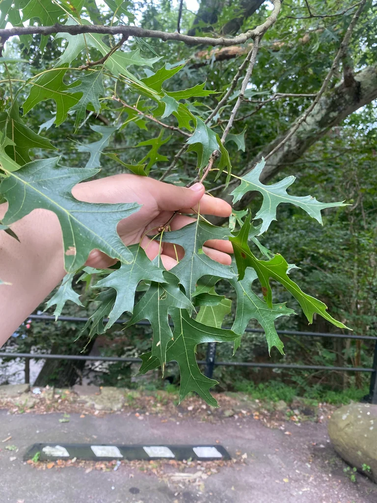 Quercus Palustris