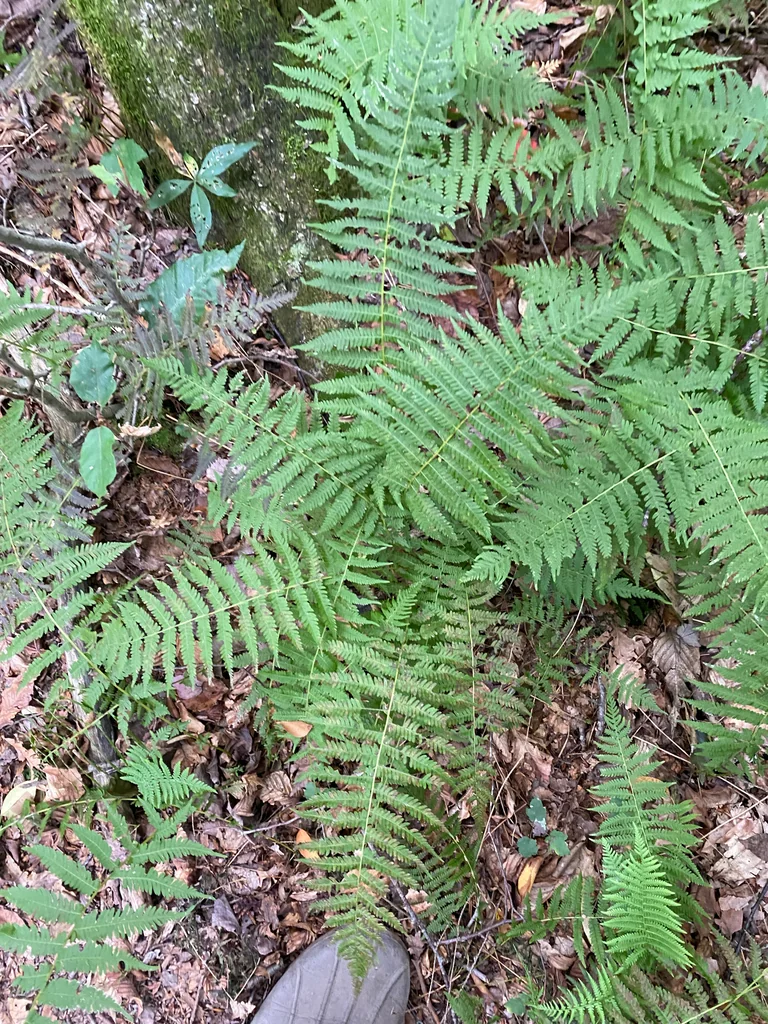 Thelypteris Noveboracensis