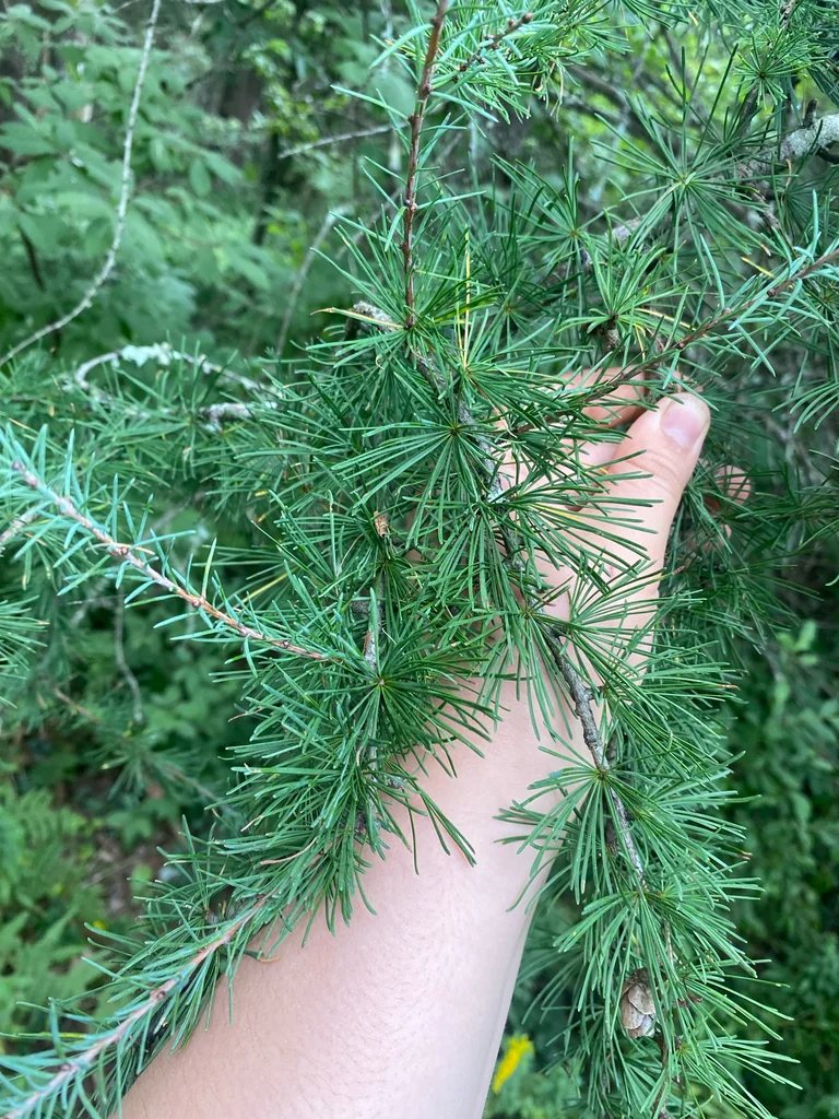 Larix Laricina
