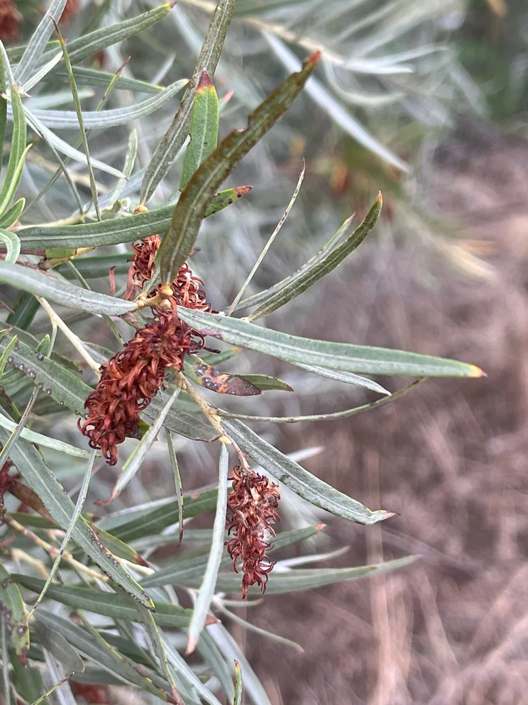 Salix Exigua