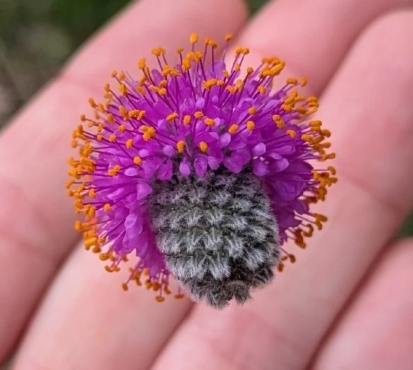 Dalea Purpurea