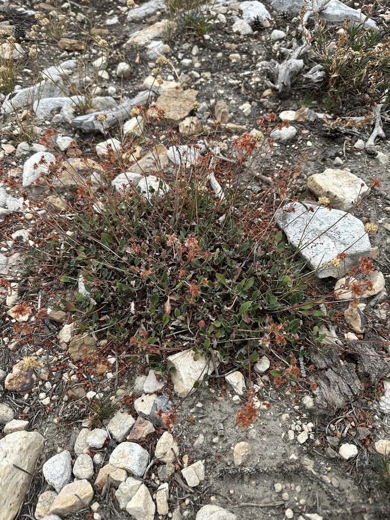 Eriogonum Umbellatum
