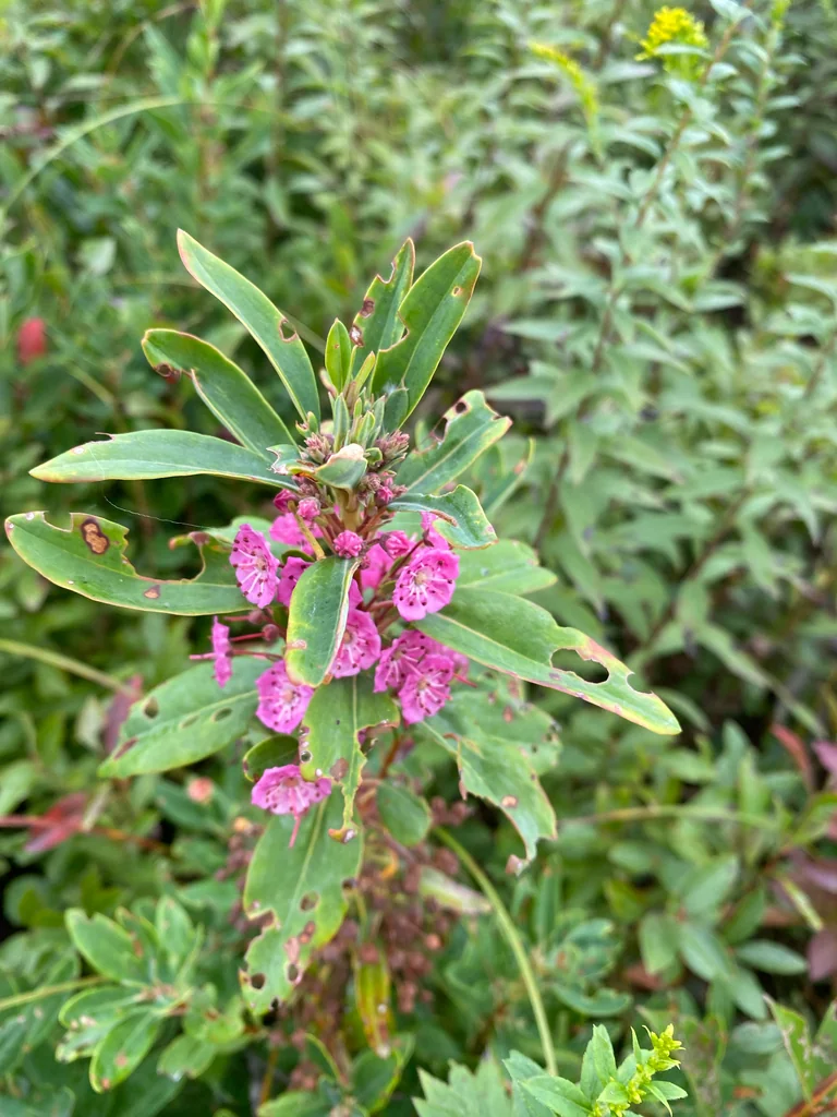 Kalmia Angustifolia
