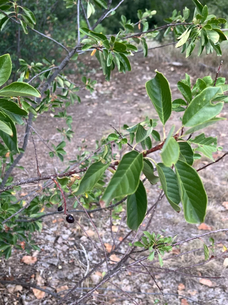 Prunus Virginiana