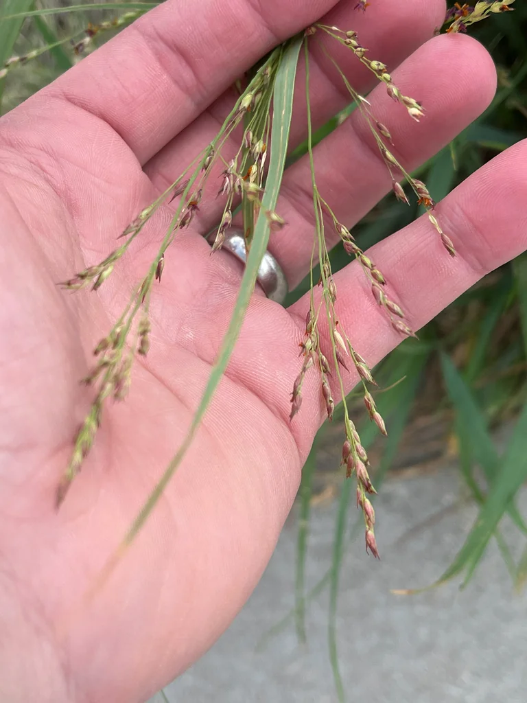 Panicum virgatum