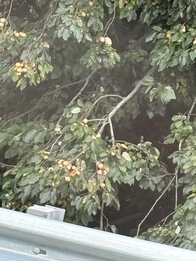 Diospyros Virginiana