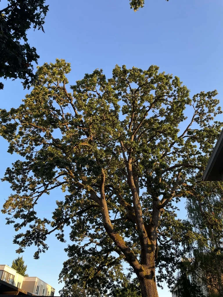Quercus Garryana
