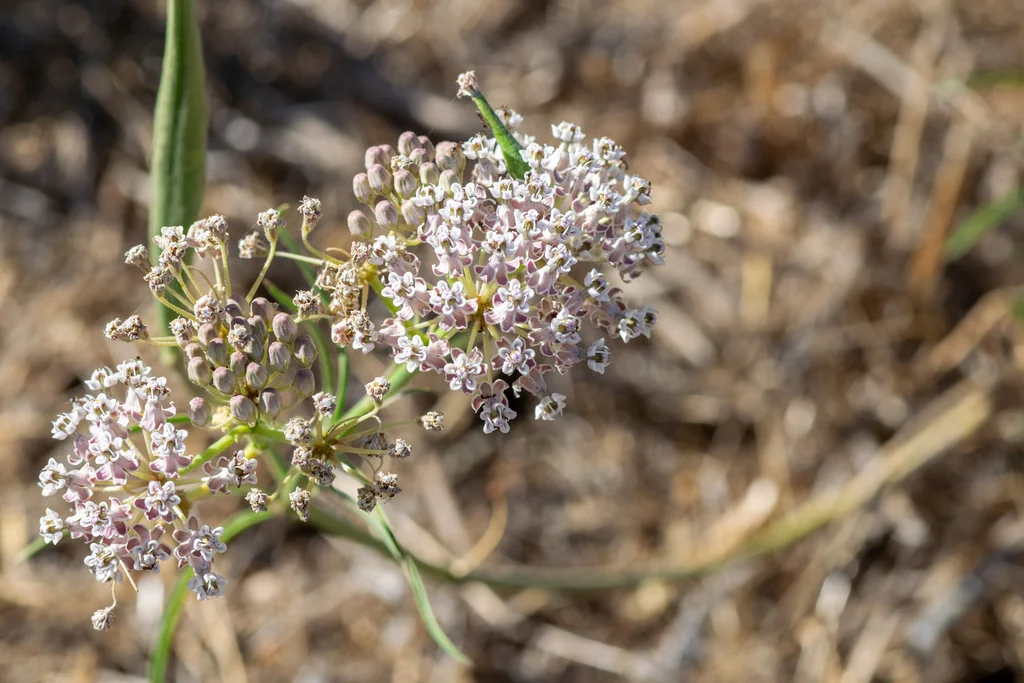 Asclepias Fascicularis