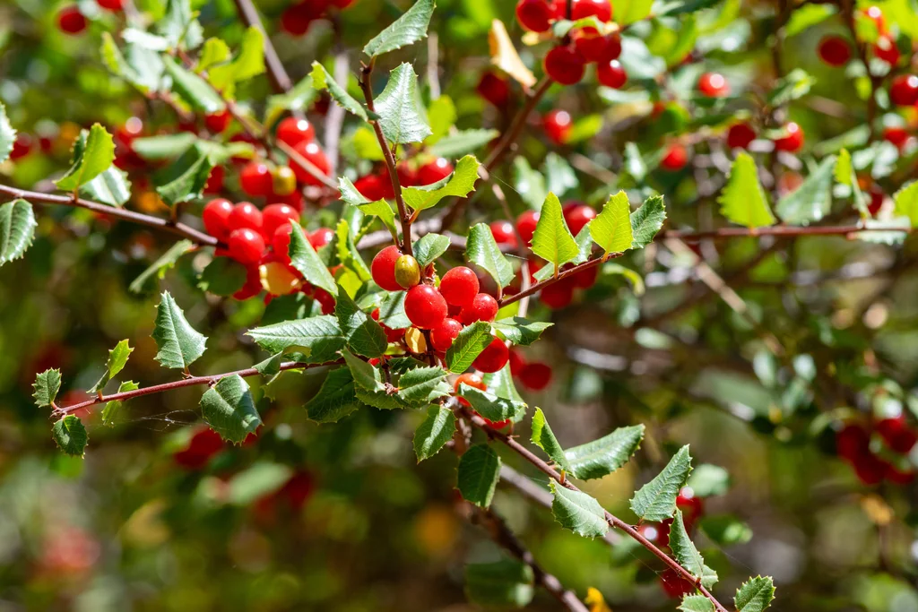Rhamnus Ilicifolia