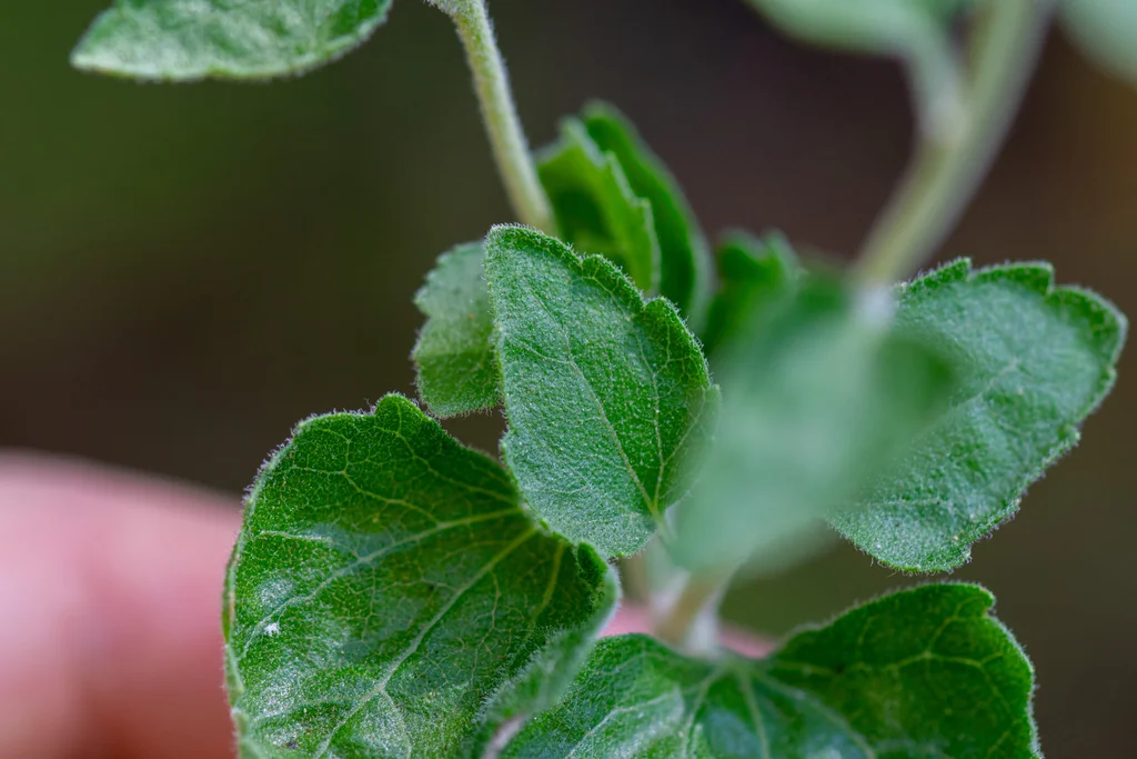 Brickellia Californica