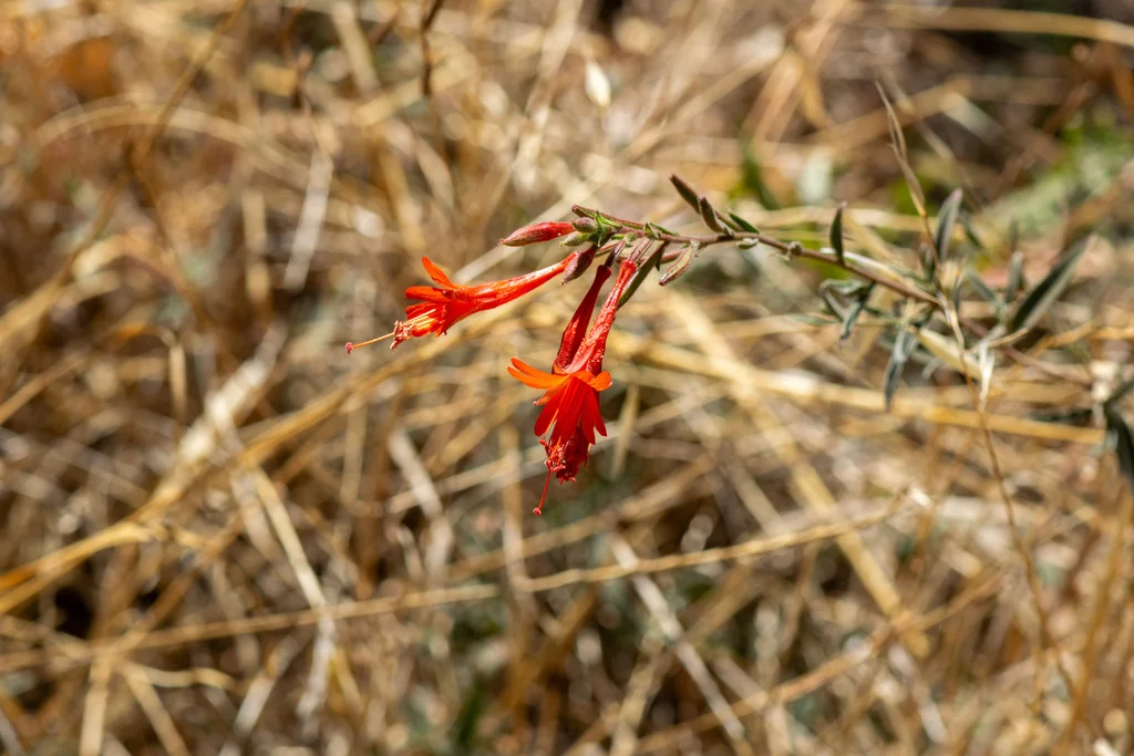 Zauschneria Californica