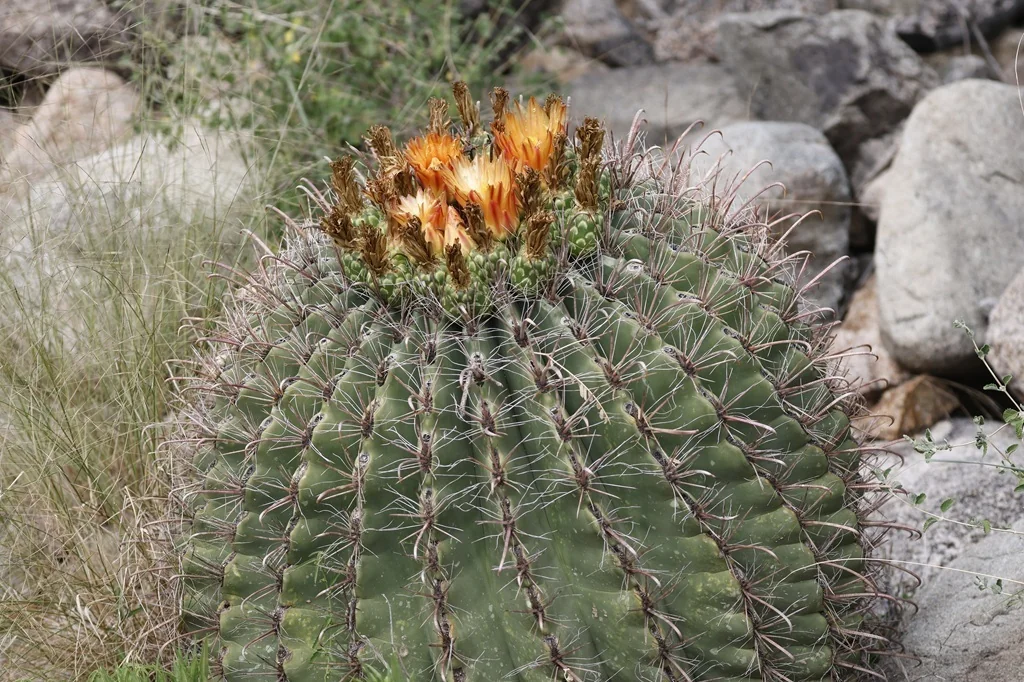 Ferocactus Wislizeni