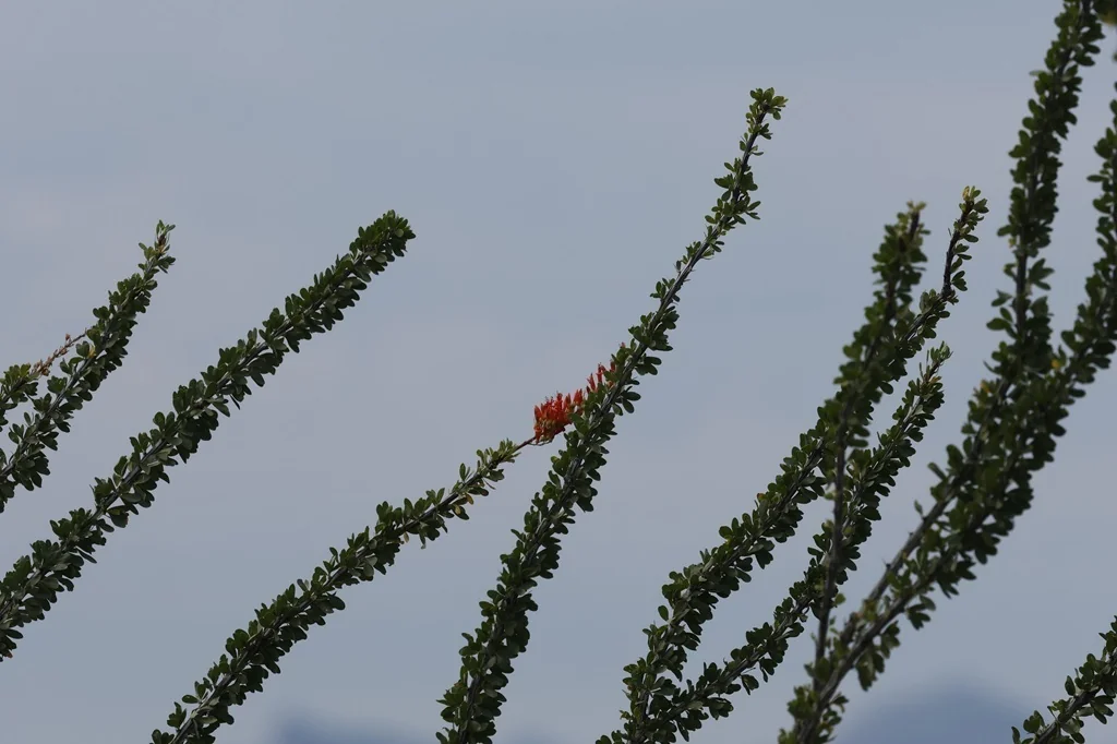 Fouquieria Splendens
