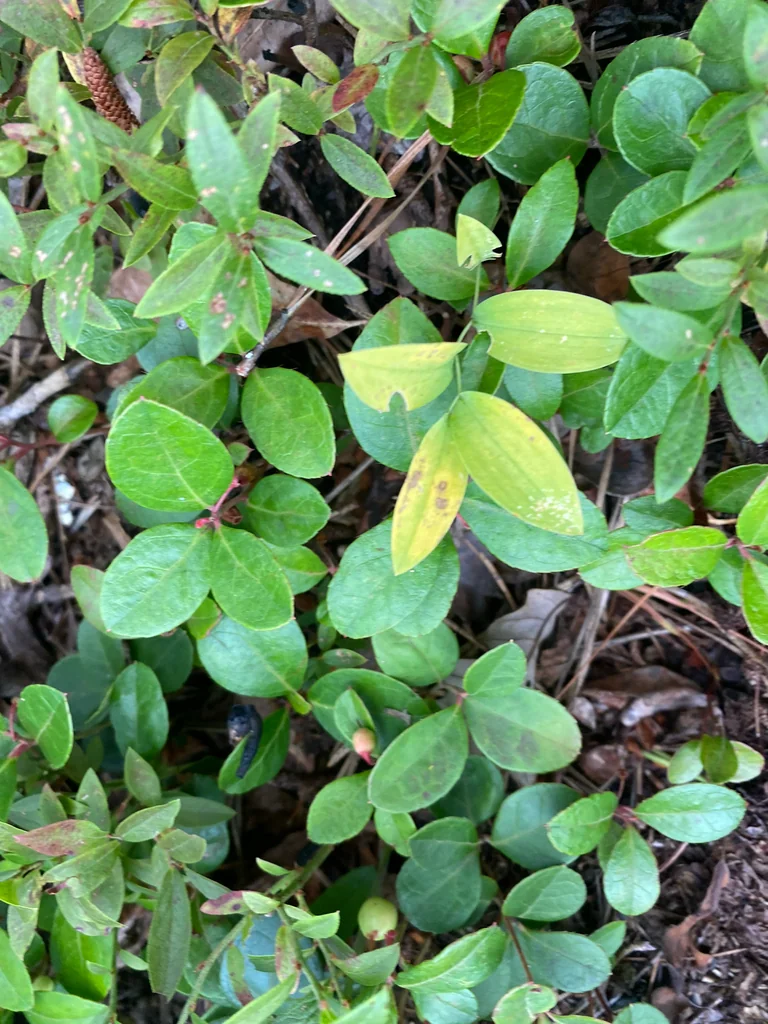 Uvularia Sessilifolia