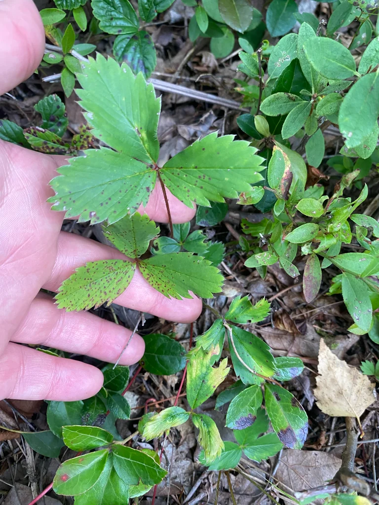 Fragaria Virginiana