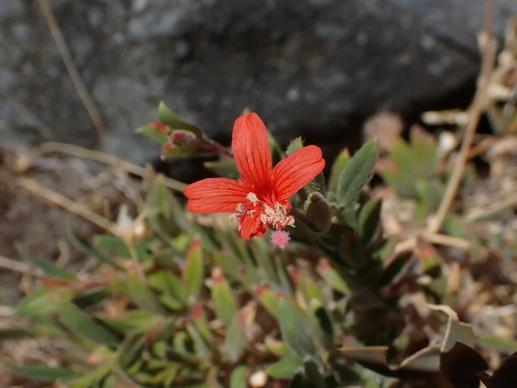 Zauschneria Californica