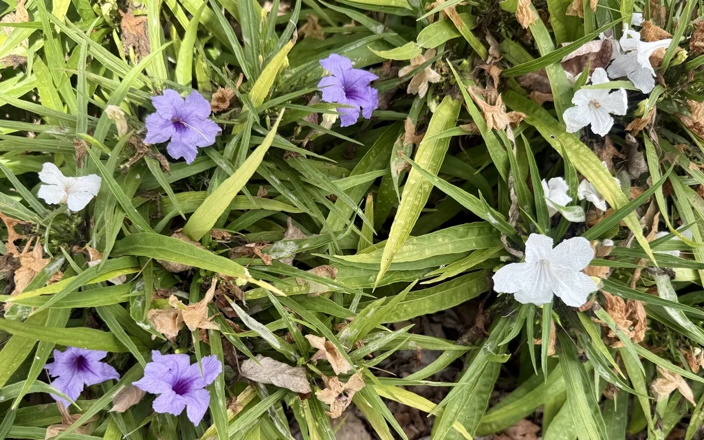 Ruellia Brittoniana