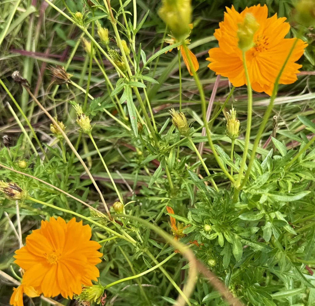 Cosmos Sulphureus