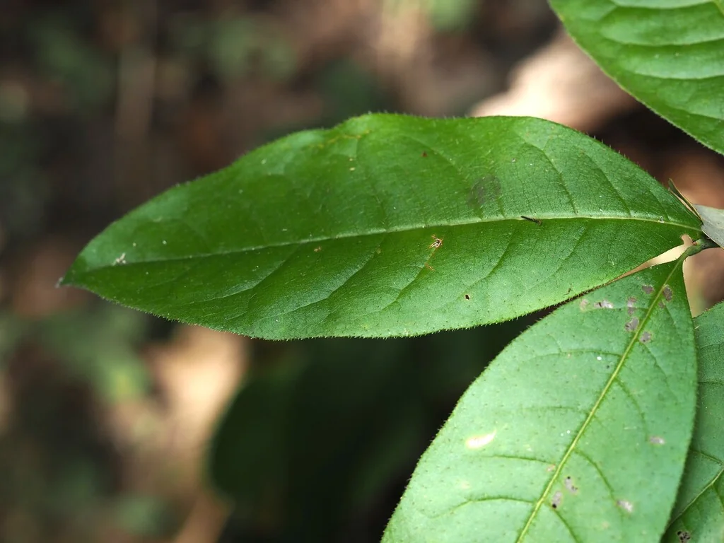 Oxydendrum Arboreum