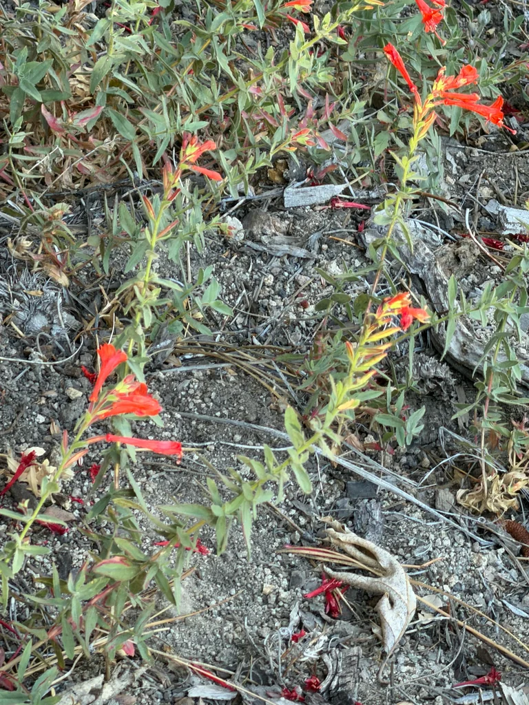 Zauschneria Californica