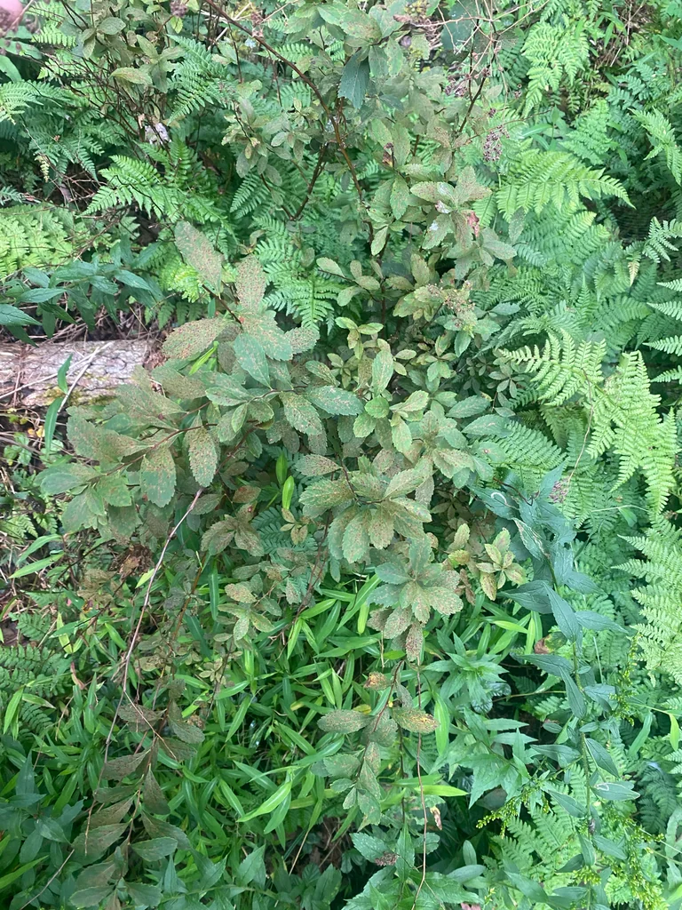 Spiraea Alba