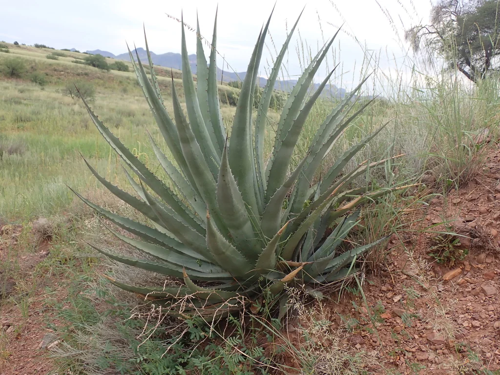 Agave Palmeri