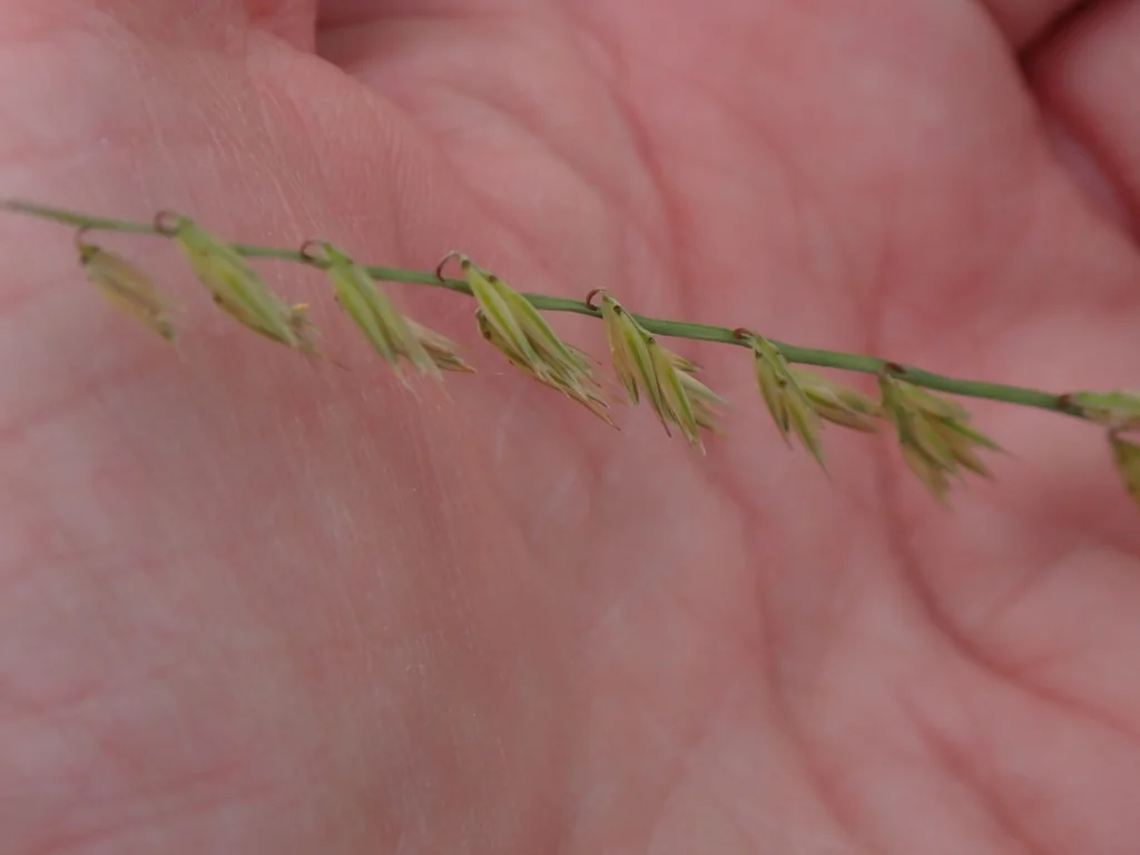 Bouteloua Curtipendula