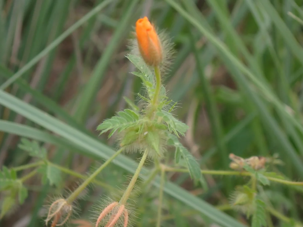 Kallstroemia Grandiflora