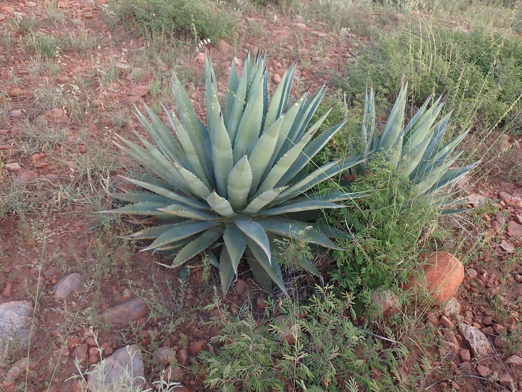 Agave Palmeri