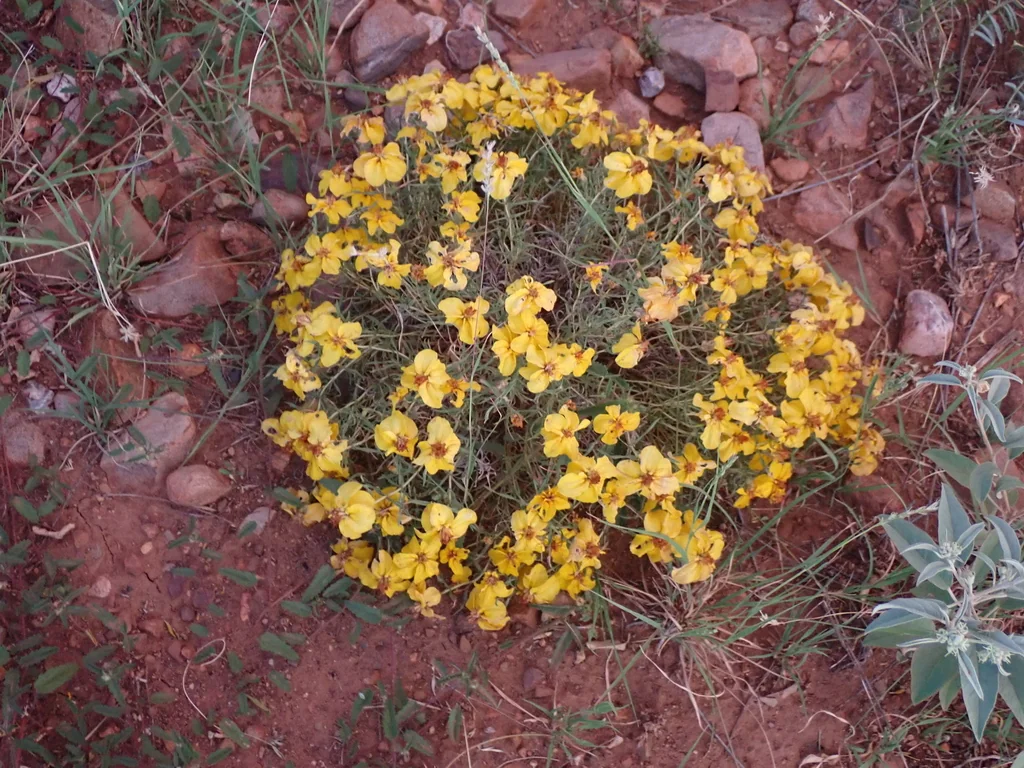 Zinnia Grandiflora