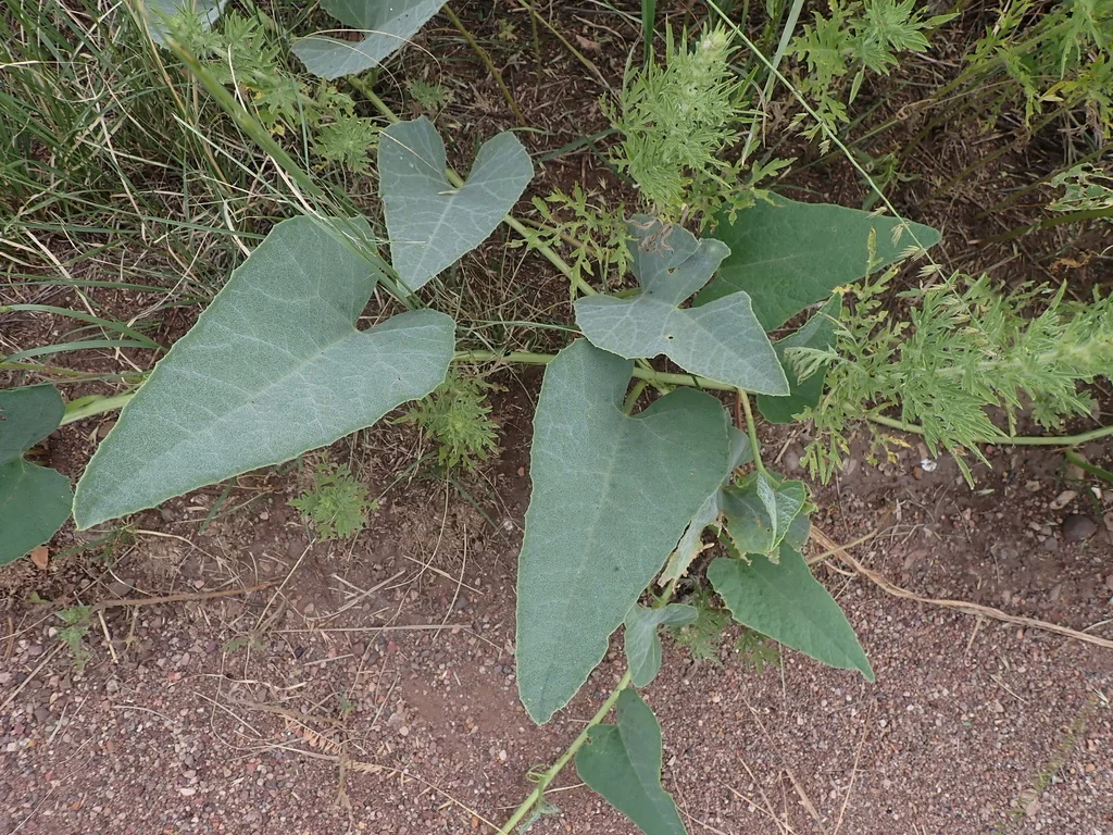 Cucurbita Foetidissima