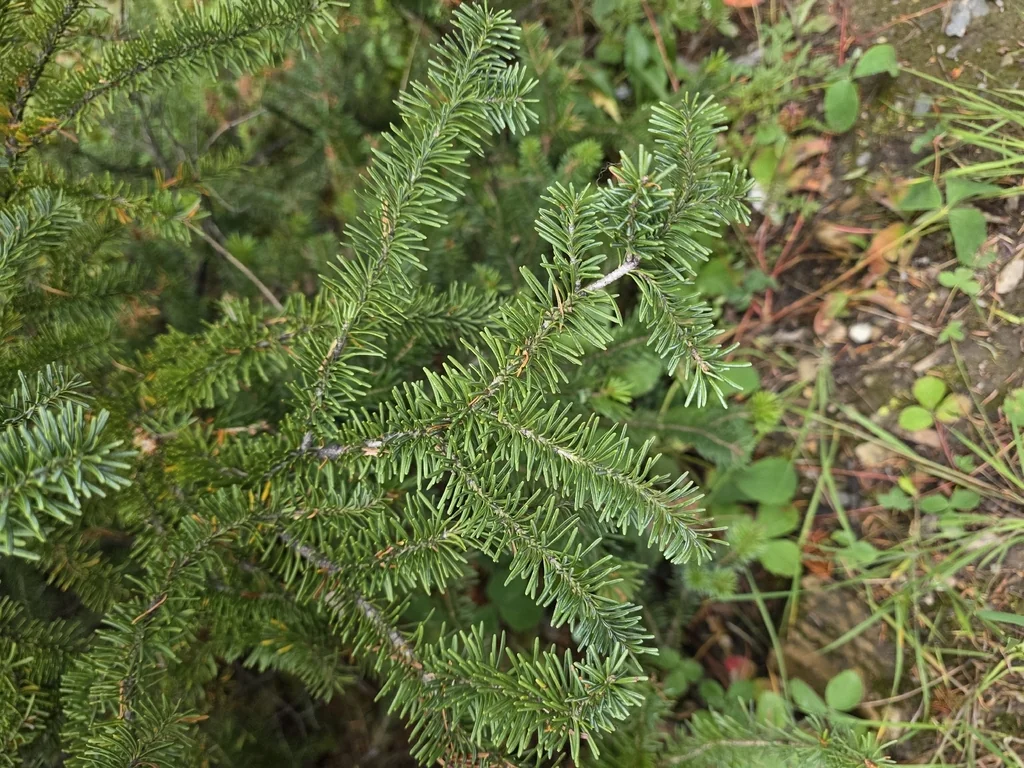 Abies Lasiocarpa