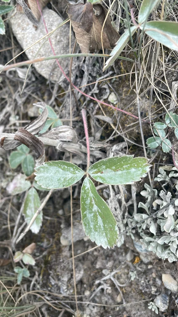 Fragaria Virginiana