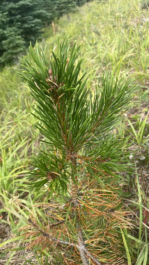 Pinus Contorta