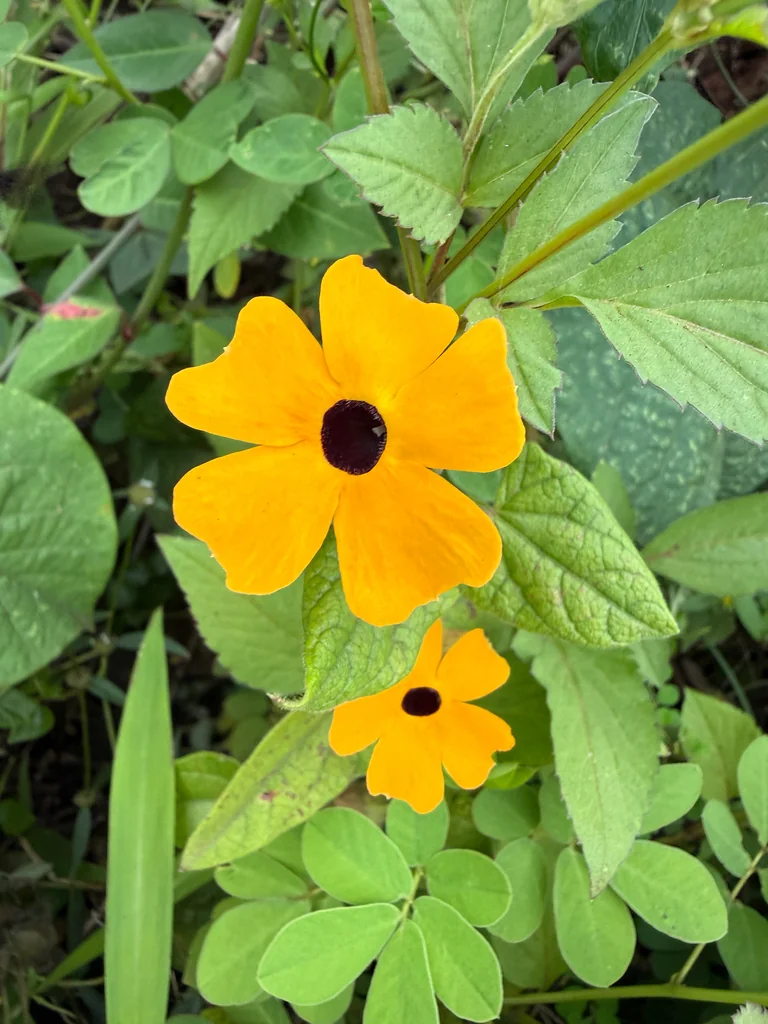 Thunbergia alata