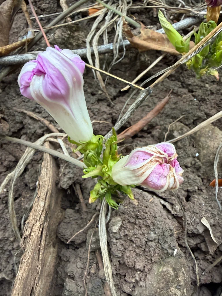 Ipomoea Indica