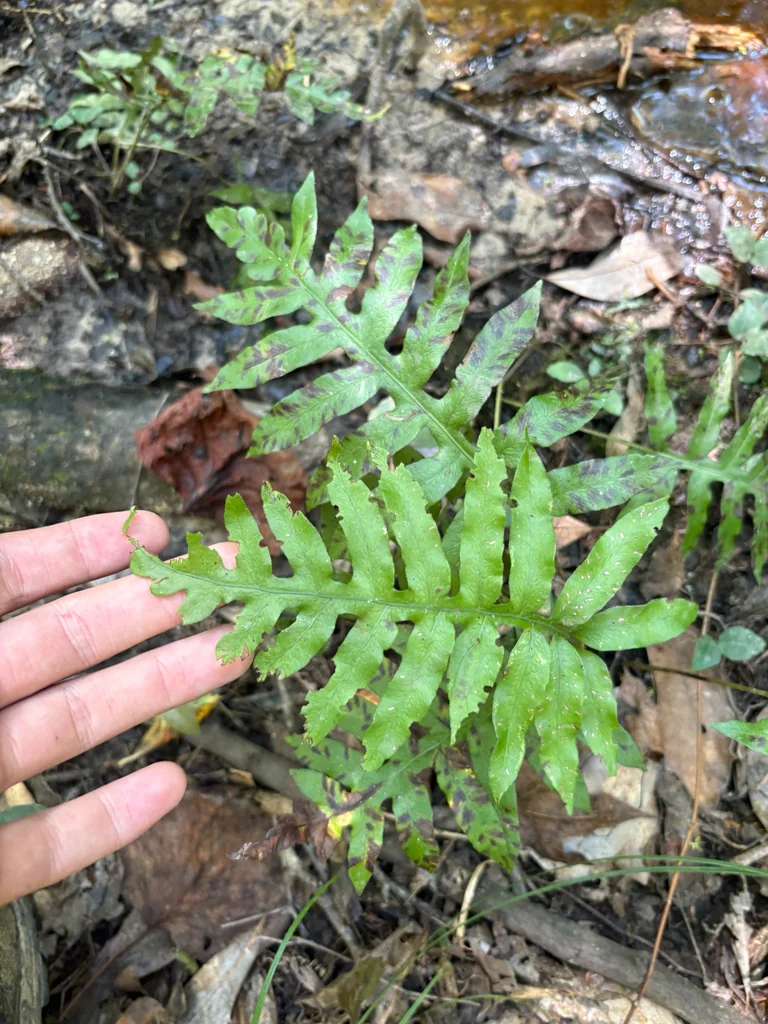 Woodwardia Areolata