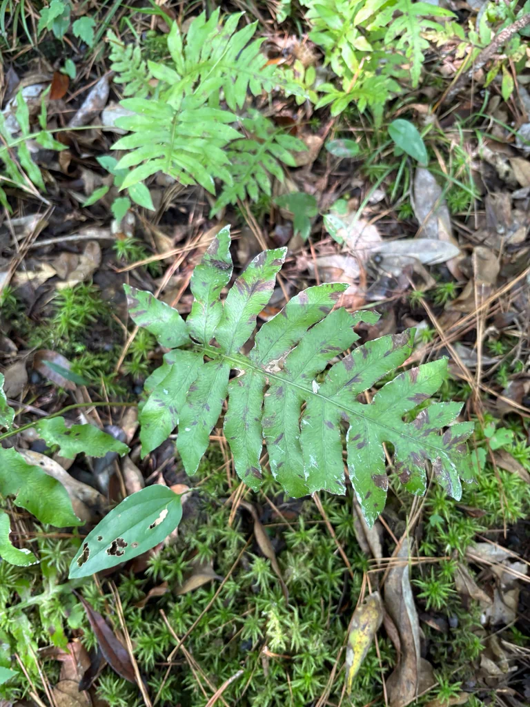 Woodwardia Areolata