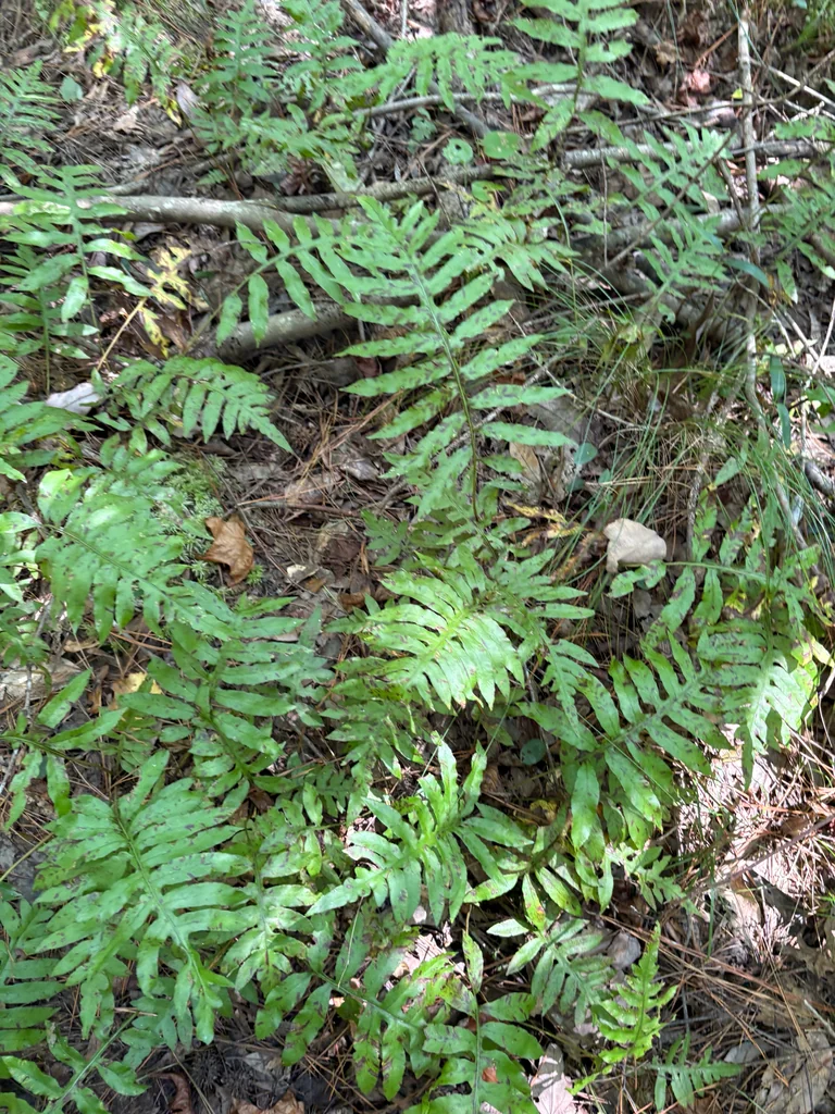 Woodwardia Areolata